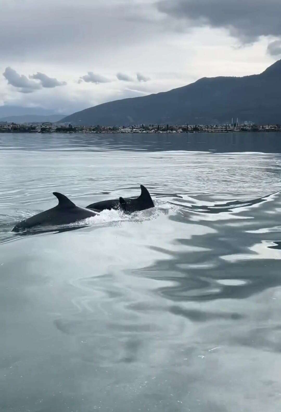 Fethiye Körfezi'nde Yunus Sürprizi 3